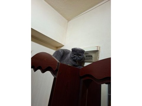 Scottish fold eğitimli