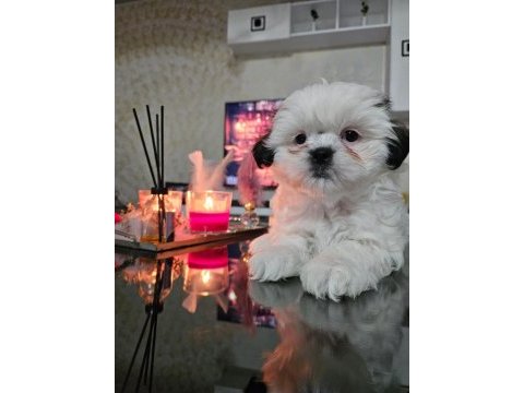 Safkan dişi shih tzu 2 aylık