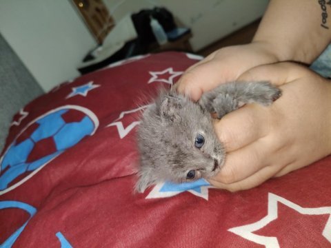Kedimiz için ciddi kişiler yazsın