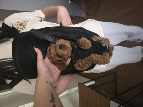Kore kan poodle