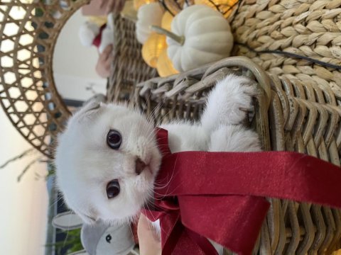 Scottish fold beyaz tüy mavi göz yavru kedi