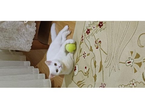 Çok uyumlu bir british shorthair kız