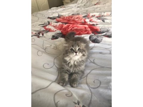 Sahiplendirme scottish fold kedimiz