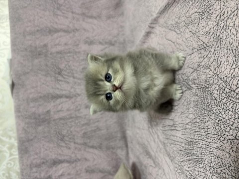 British longhair sevimli iki kardeş