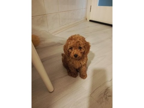 Hakiki toy poodle