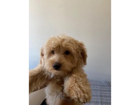 3 aylık maltipoo sahiplendiriyorum