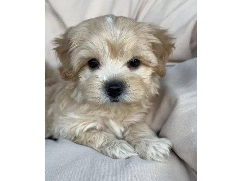 Birinci kalite maltipoo yavrularımız
