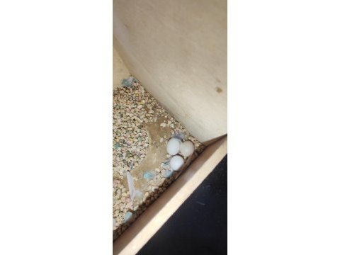 3 yumurtalı genç kurulu hazır çift muhabbet kuşu