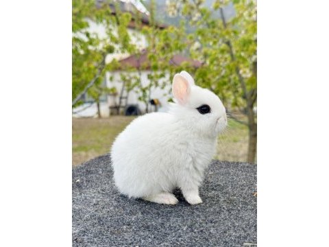 Hollanda cüce yavru tavşan hotot (sürmeli)