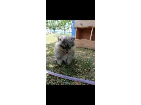 Pomeranian köpeğimiz