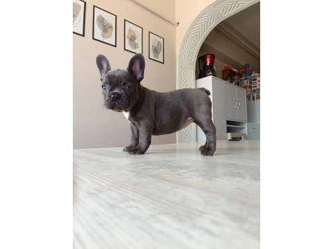 Blue french bulldog