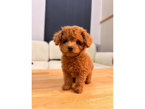 Teacup dişi toy poodle