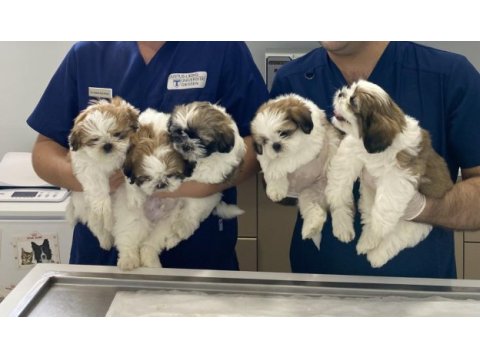 2 aylık erkek shih tzu bebekleri yarı fiyatına veriyoruz