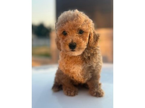 Masal gibi yavrular maltipoo aşkına!