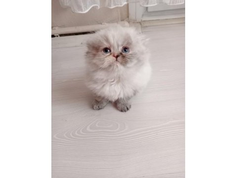Scottish fold longhair