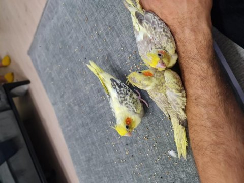 Henüz 1 aylık sultan papağanı ele alıştırmalık yavru 4 adet