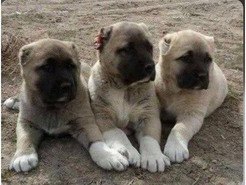 Sivastan safkan kangal yavruları