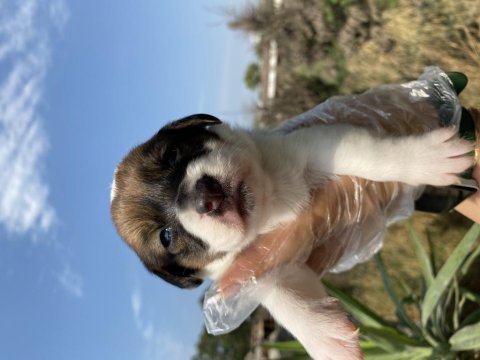 Jack russell yavrularımız