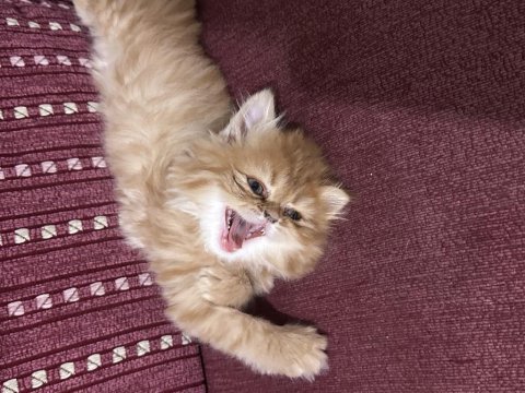 2 aylık dişi chinchilla kedim