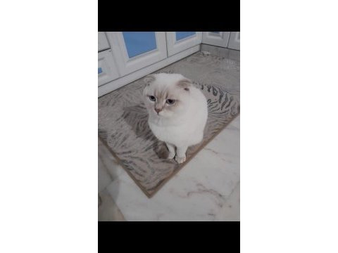 Scottish fold 8 aylık kedimiz
