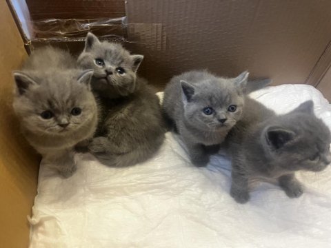 British shorthair bebekler