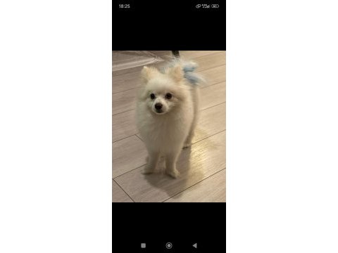 Pomeranian köpeğimizi ücretli veriyoruz
