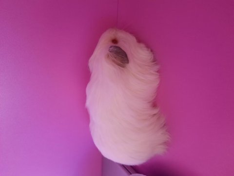 Sheltie ginepig yavrumuz