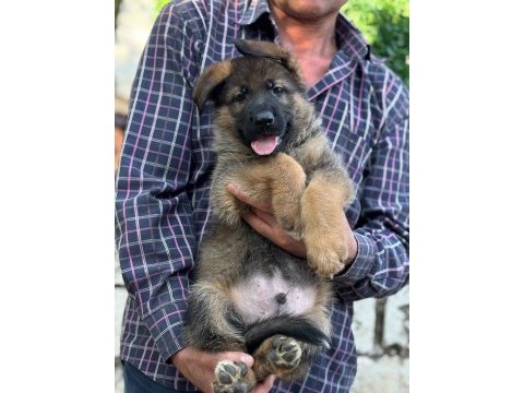 A kalite full şecereli yavrular