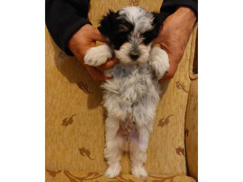 Sevgi dolu morkie yavruları