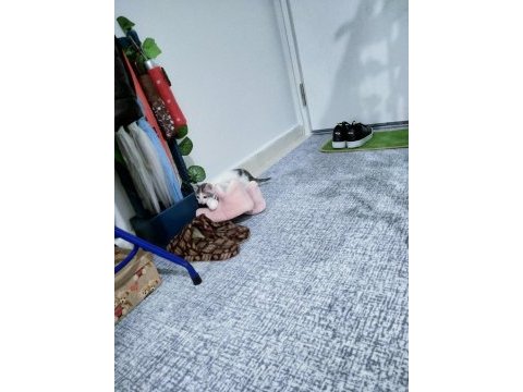 Bir buçuk aylık dişi yavru kedimiz