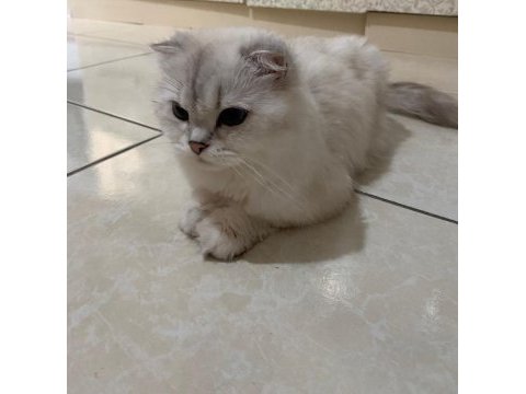 29 nisan doğumlu scottish fold bebekler