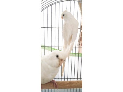 Albino takım dişi sultan papağanı evcildir