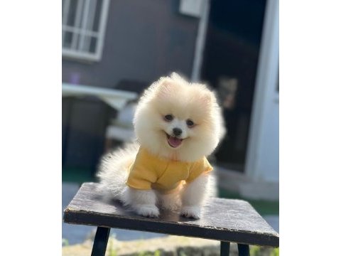 Pomeranian boo yavrular