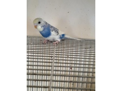 3 aylık harika renk kusursuz dişi muhabbet kuşu