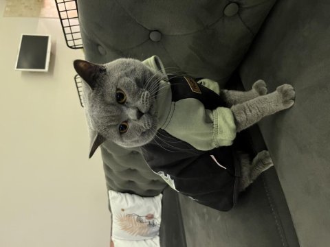 British shorthair oğlumuz için yuva arıyoruz
