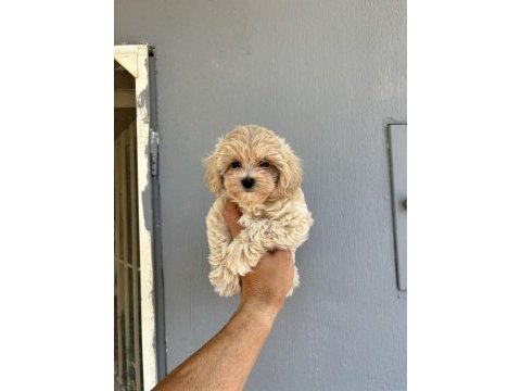 Kore kan maltipoo bebekler daha iyisi yok
