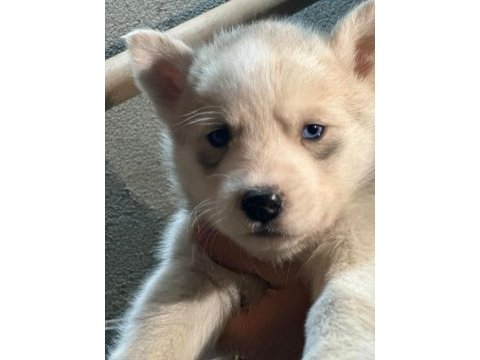 Saf kan husky yavrusu