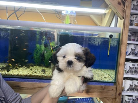 A kalite teslime hazır shih tzu yavrular