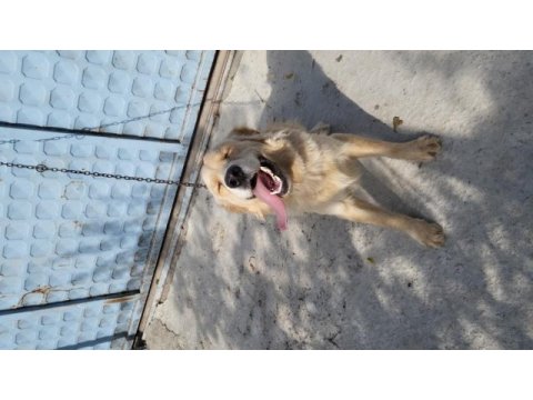 Golden retriever bilgi telefonda verilecektir