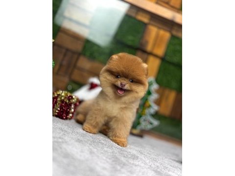 Yurt dışı giriş konya içi elden teslim pomeranian yavrular