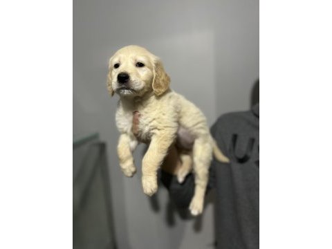 Golden retriever yavrular