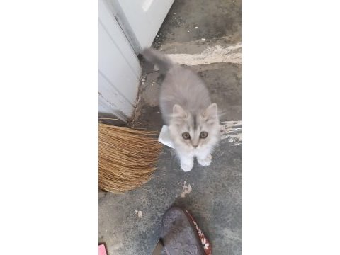 4 aylık erkek british longhair