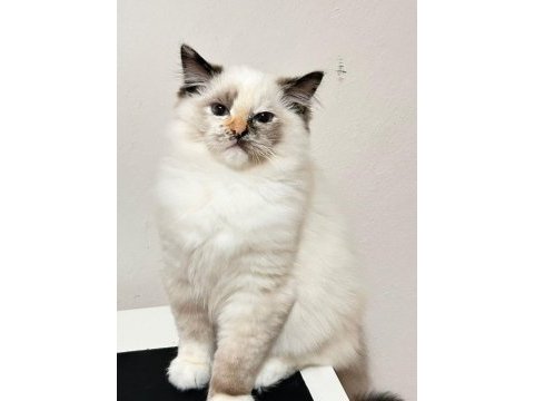 Türkiye tek seal tortie ragdoll bebekleri