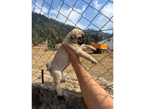 Pug mops yavrularımız sıfır burun gül kuyruk