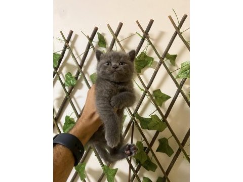 Çok sevimli ve oyuncu british shorthair yavrularım