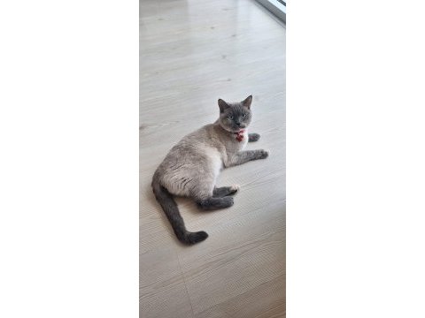 Tertemiz pırıl pırıl ev kedisi