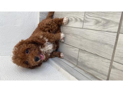 Toy poodle sahiplendirme 2,5 aylık