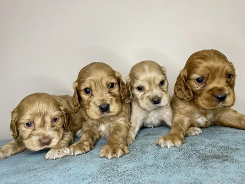 Cocker bebekler yeni yuva arıyor