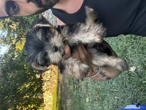 Orjinal prenses teacup yorkshire terrier
