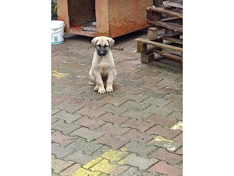 Son iki yavru köpeğimiz kalmıştır isterseniz bir önceki